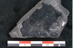 Foto (Detailansicht) von Quercus pachyphylla Ettingshausen (NHMW-GEO-2024-0188-10274)